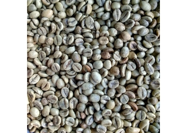 ROBUSTA BMT